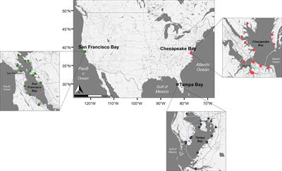 Differences in fouling community composition and space occupation across broad spatial and temporal scales